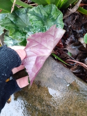 Cyclamen hederifolium