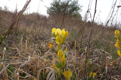 Chamaecytisus ratisbonensis