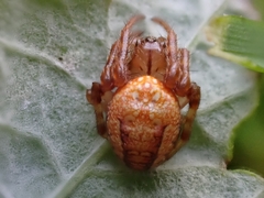Araneus alsine