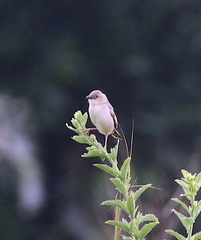 Cisticola chiniana