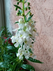Angelonia