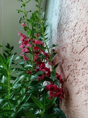 Angelonia