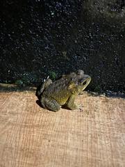 Duttaphrynus melanostictus