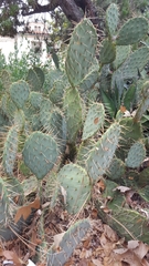 Opuntia