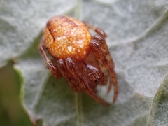 Araneus alsine