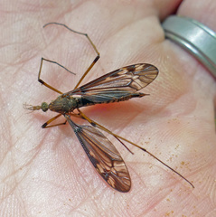 Tipula fuliginosa