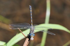 Ceratogomphus triceraticus