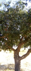 Diospyros mespiliformis