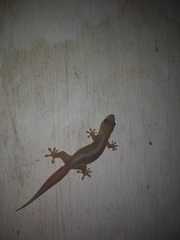 Gehyra mutilata