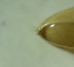 Coleataenia anceps anceps