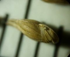 Coleataenia anceps anceps