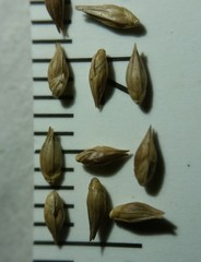 Coleataenia anceps anceps
