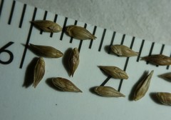 Coleataenia anceps anceps