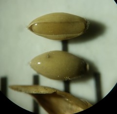 Coleataenia anceps anceps
