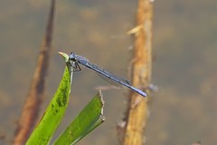 Pseudagrion draconis