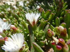 Mesembryanthemum longistylum