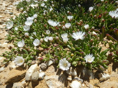 Mesembryanthemum longistylum