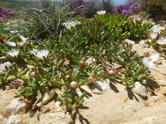 Mesembryanthemum longistylum