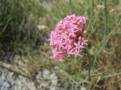 Centranthus angustifolius