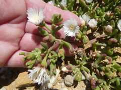 Mesembryanthemum longistylum