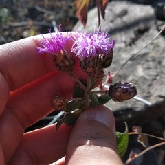 Vernonia alamanii