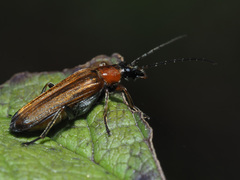 Anogcodes rufiventris