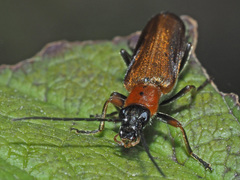Anogcodes rufiventris