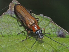 Anogcodes rufiventris