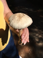 Agaricus benesii