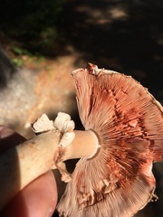 Agaricus benesii