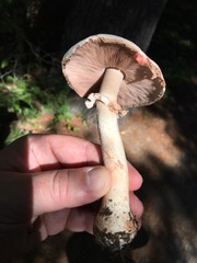 Agaricus benesii