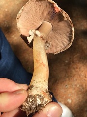 Agaricus benesii