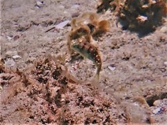 Halichoeres nebulosus