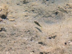 Halichoeres nebulosus