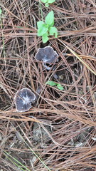 Thelephora caryophyllea