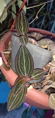 Ludisia discolor