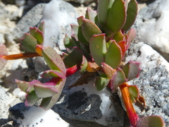 Acrodon