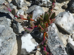 Acrodon