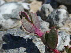 Acrodon