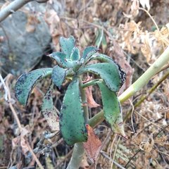 Echeveria chapalensis