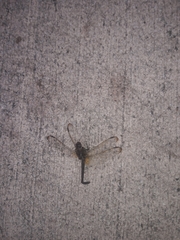 Erythemis simplicicollis