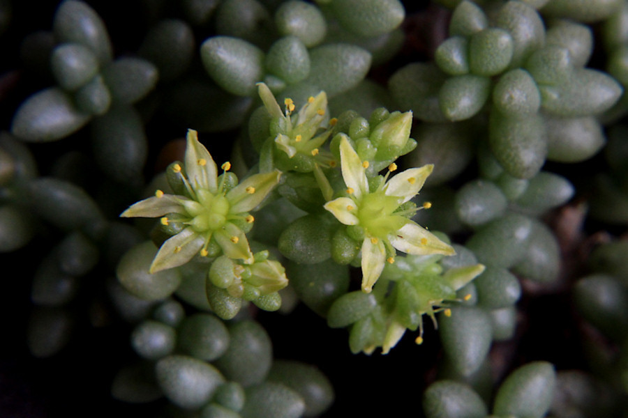 Sedum lancerottense
