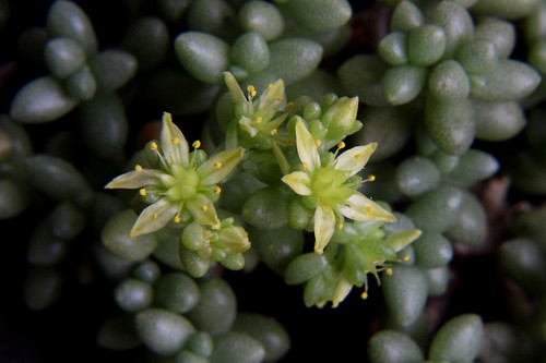 Sedum lancerottense image