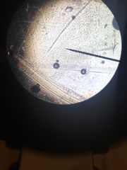 Saccharomycetes