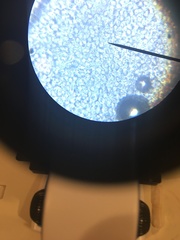 Saccharomycetes