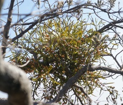 Phoradendron carneum