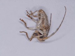 Crossotus stigmaticus