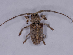 Crossotus stigmaticus