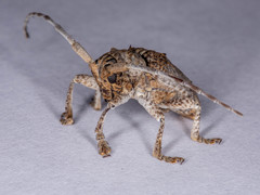 Crossotus stigmaticus