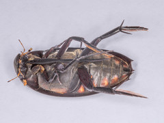 Hydrophilus aculeatus